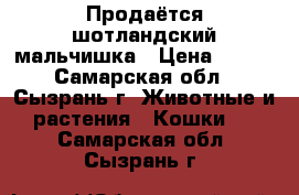 Продаётся шотландский мальчишка › Цена ­ 800 - Самарская обл., Сызрань г. Животные и растения » Кошки   . Самарская обл.,Сызрань г.